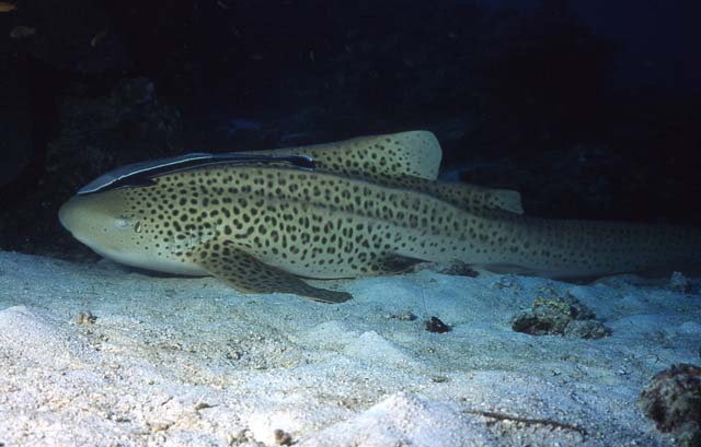 a-leopardshark