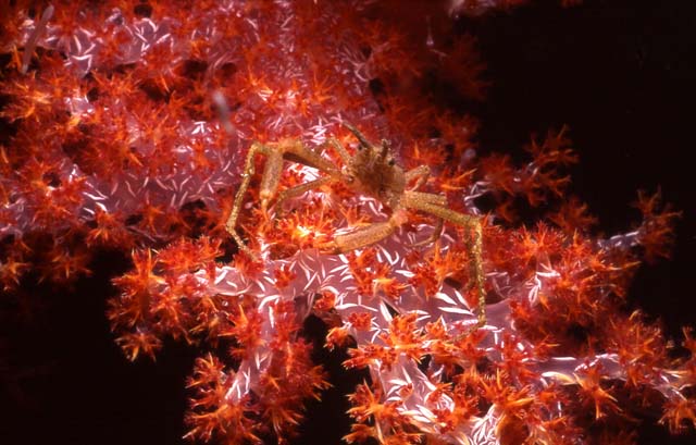 f-crabsoftcoral