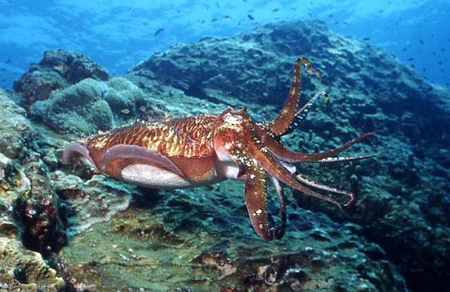 h-cuttlefish