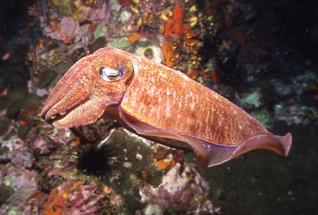i-cuttlefish